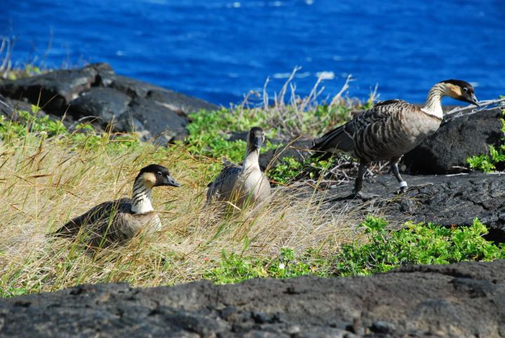 Nēnē: Conservation Success Against a Grim Background