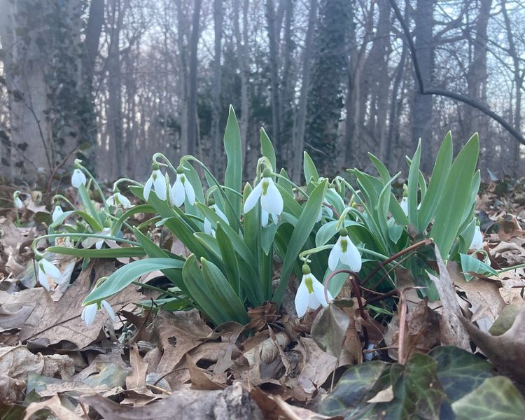 a cluster of snowdrops blooming in the woods