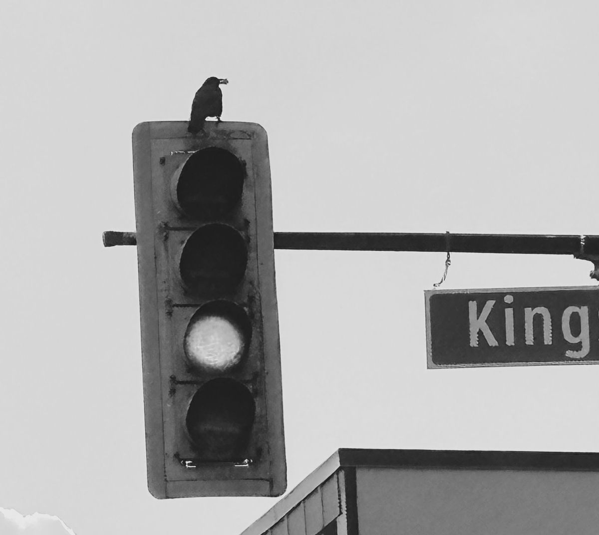 A crow on top of a traffic light. A partial road sign says "King". Photo is black and white.