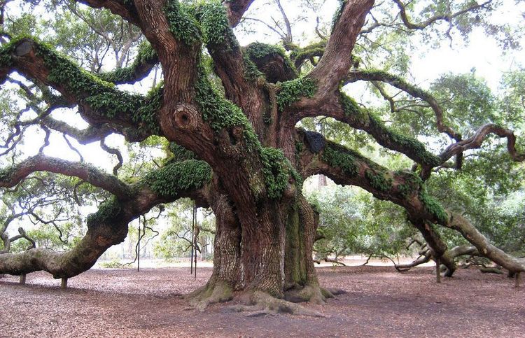 #003 Dreams of Abundance