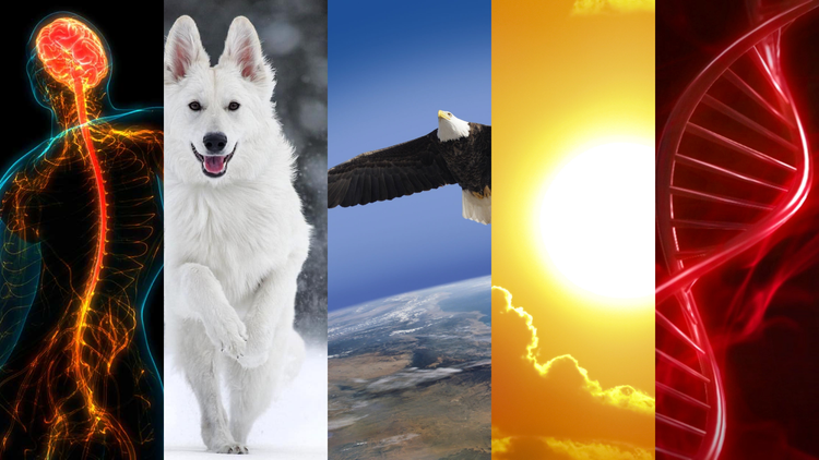 #020 Solar consciousness, planetary manifestation