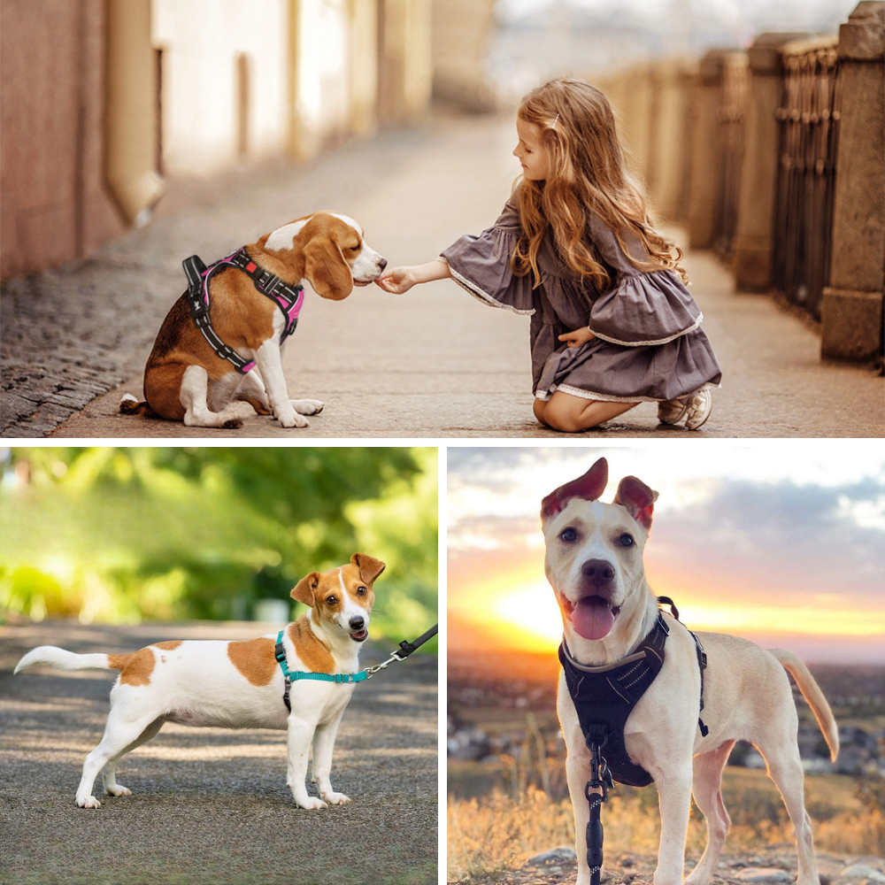 best running harnesses for dogs
