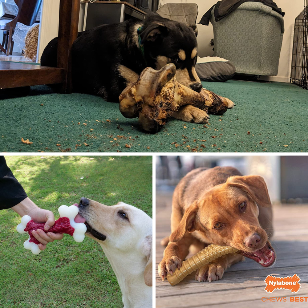 Best Dog Bones For Aggressive Chewers