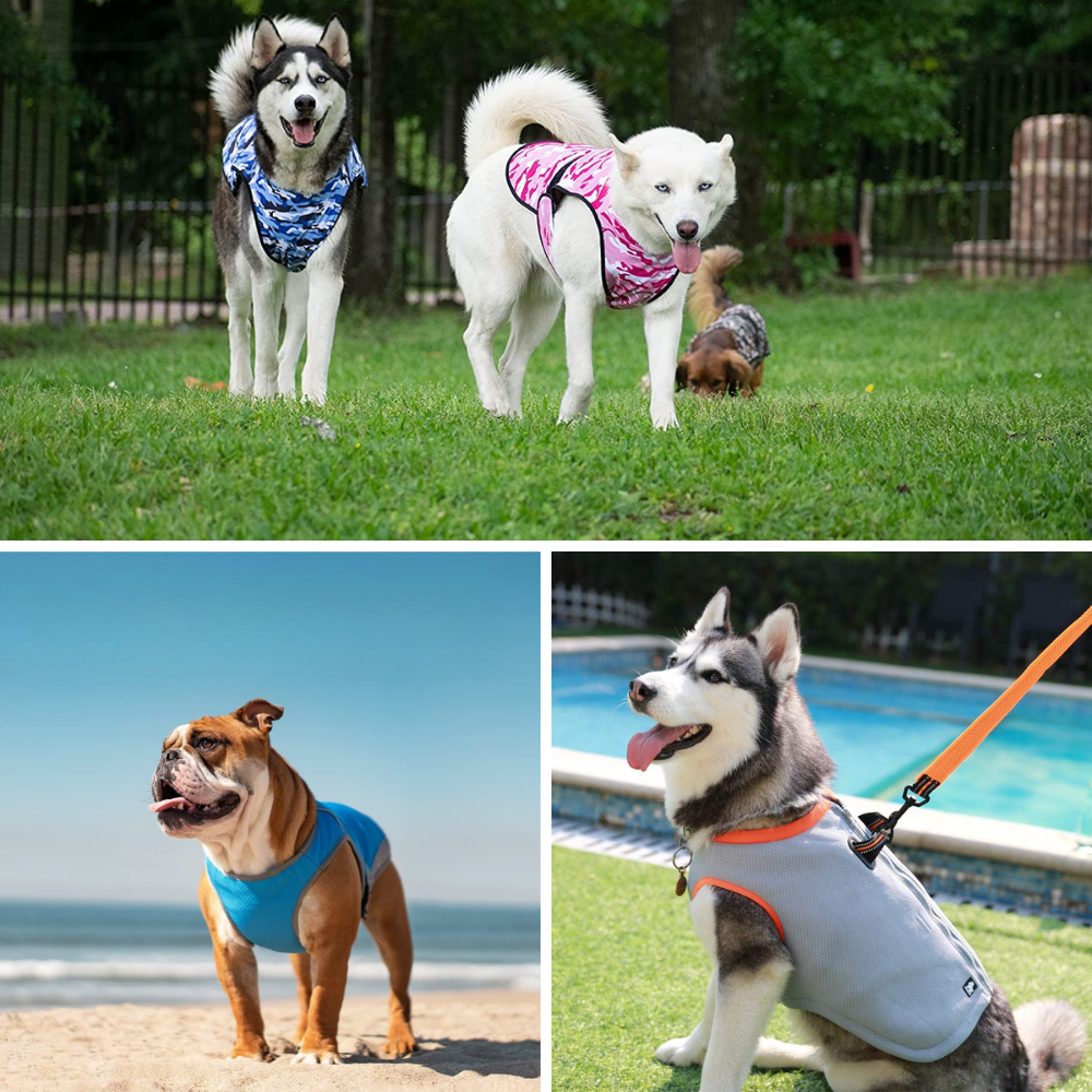 Best Dog Cooling Vest