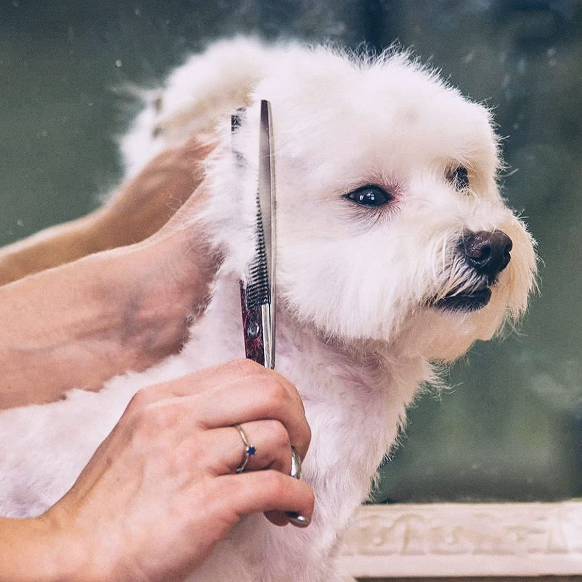 Dog Grooming Scissors