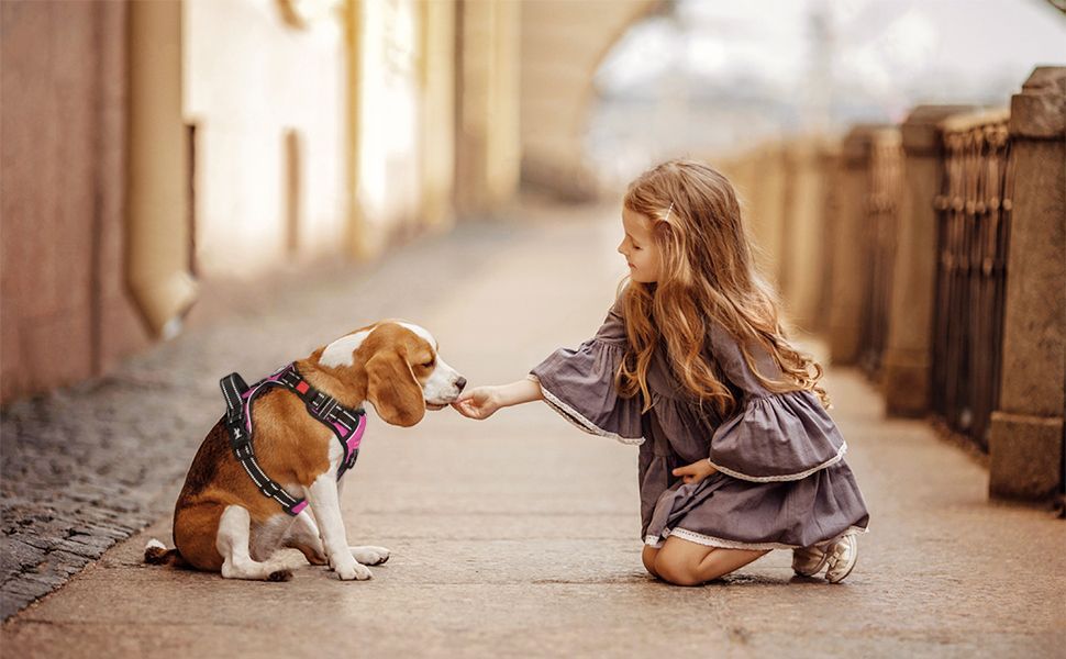 running harnesses for dogs