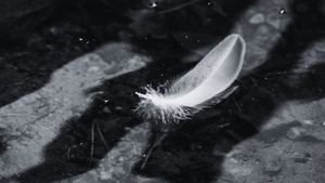 From Information to Revelation