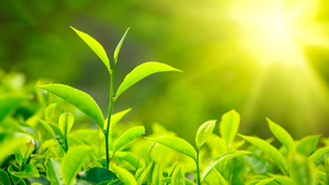 In Presence with My Akashic Records