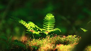 What to Expect from an Akashic Records Course?