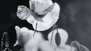 Presence: The Quiet Power of Being Here