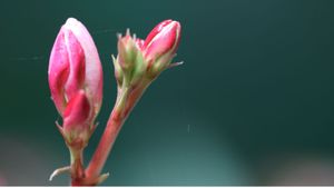 The Dance of Being and Becoming