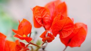 The Futility of Proving Your Worth