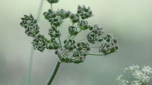 Vulnerable Absorption