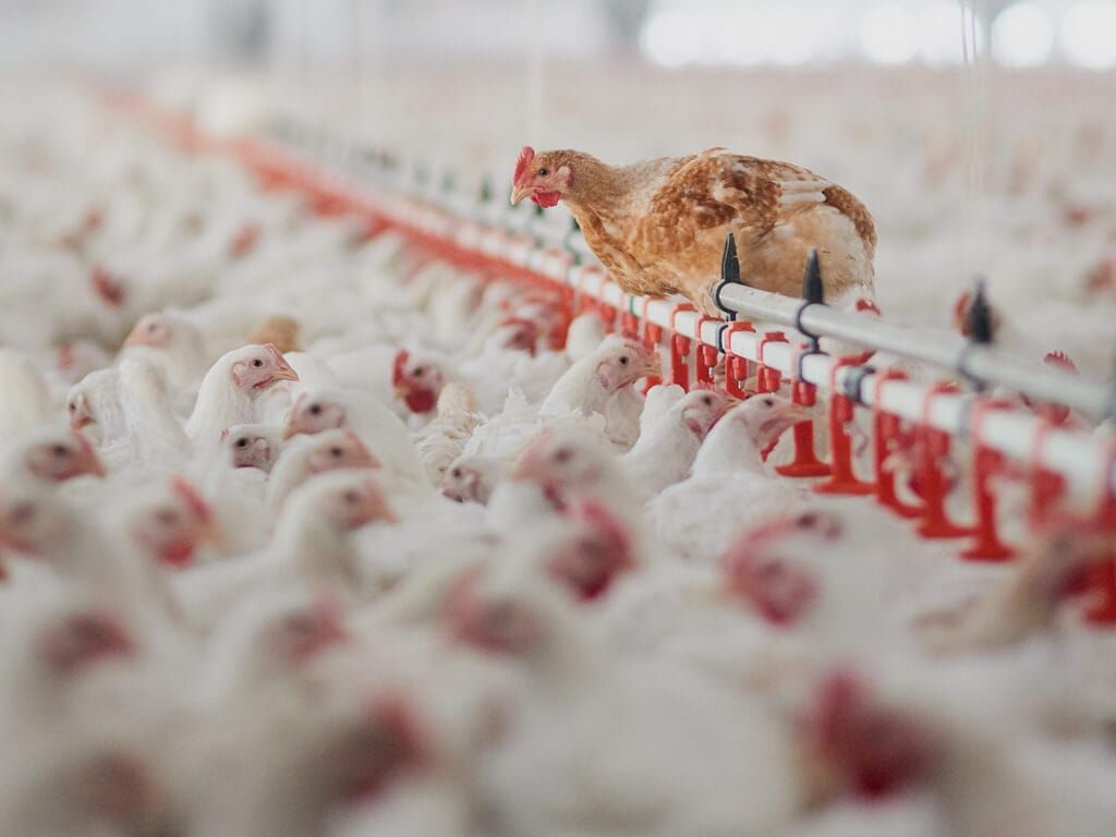 Court Ruling in Oklahoma Puts Pressure on Arkansas’ Poultry Industry
