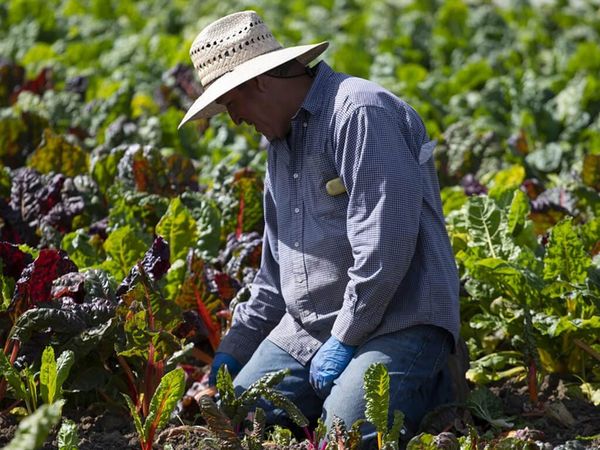 In Arkansas, a Slow Unraveling of the Farm Economy