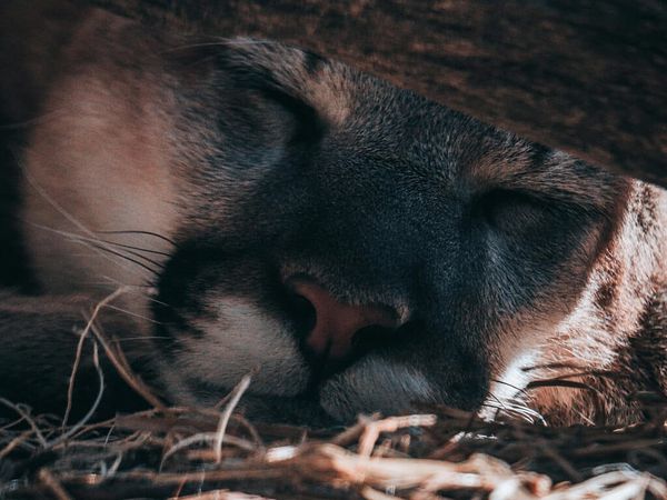 Preserving the Wild: A Mountain Lion’s Legacy Lives on State University