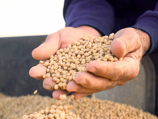 100 Years of Soybeans in Arkansas: Legacy and the Debate Ahead