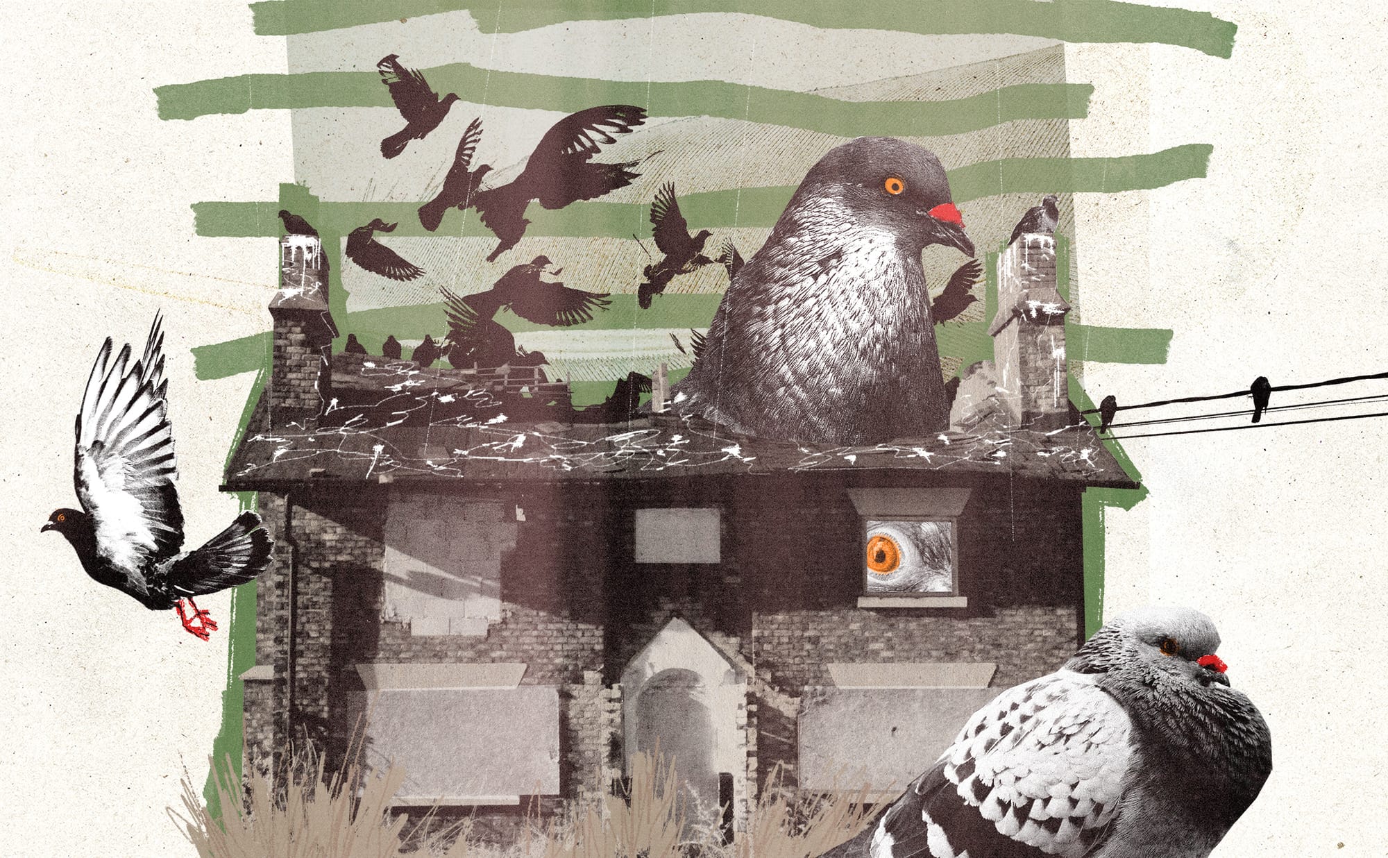 Sparkbrook’s pigeon plague