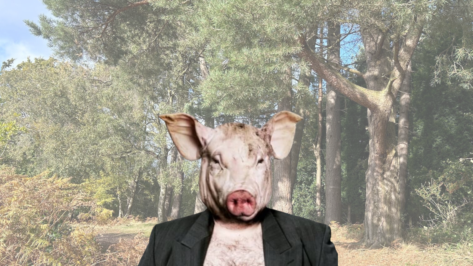 A pig-headed search for Cannock’s strangest myth