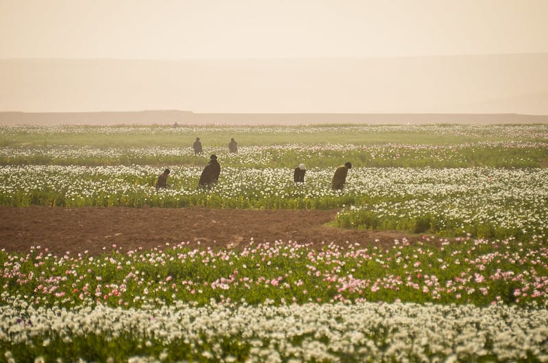 The Nitazene boom? How the destruction of the Afghan poppy harvest could risk lives in Birmingham