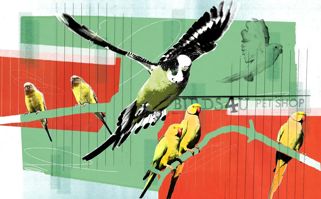 ‘A horror story’: the pet shop in Aston ruffling feathers