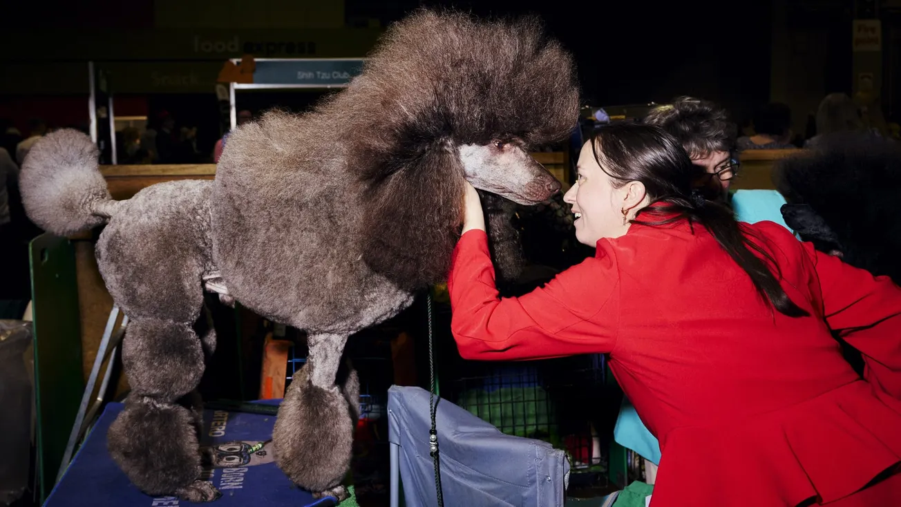 Who's top dog in Birmingham? Our day at the city's weirdest — and cutest — event