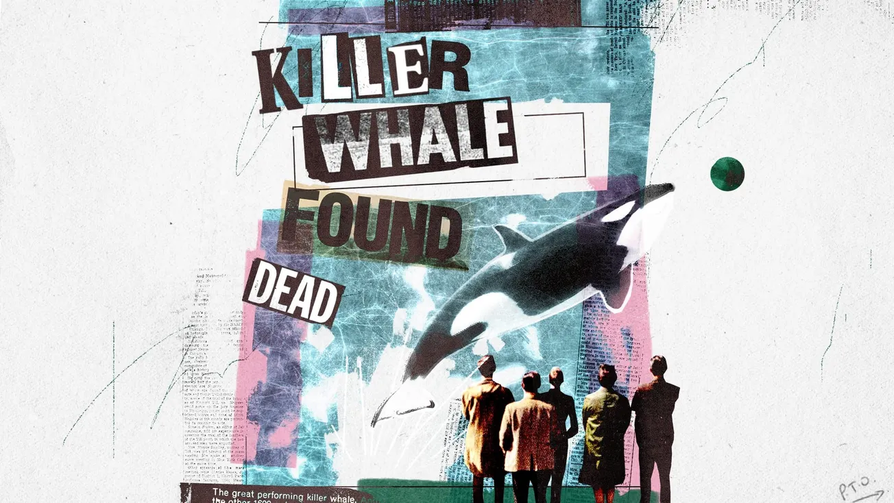 Cuddles, the Killer Whale of the Black Country