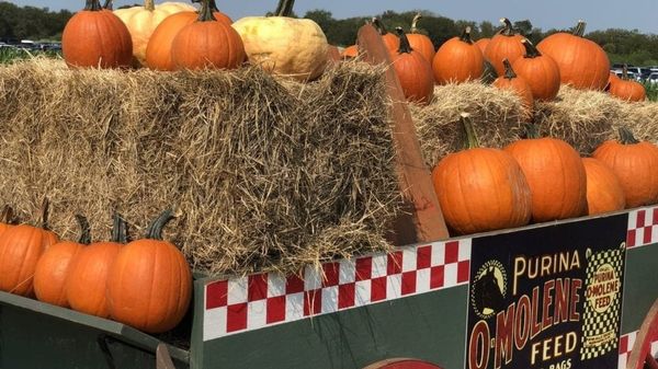 Pumpkin Patches Around Austin and Beyond!