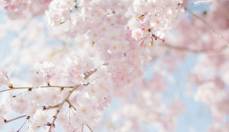 Thriving in My Third Year of Home Peritoneal Dialysis - Spring 2023