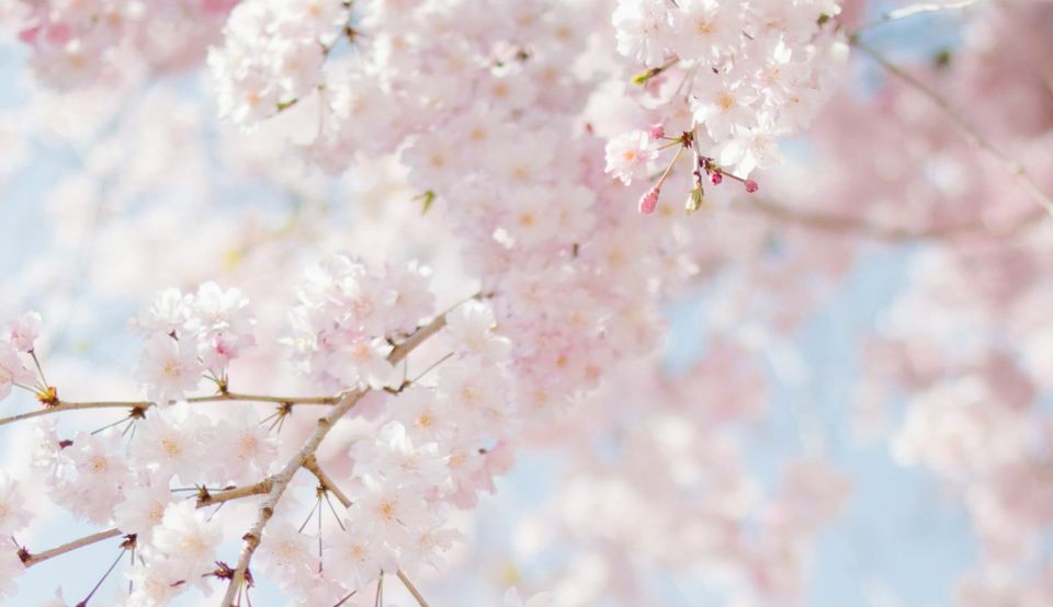 Thriving in My Third Year of Home Peritoneal Dialysis - Spring 2023