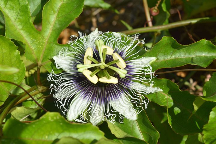 Passiflora Edulis Forma Flavicarpa