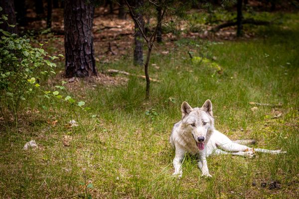 A Wildly Wonderful Experience at Howling Woods Farm