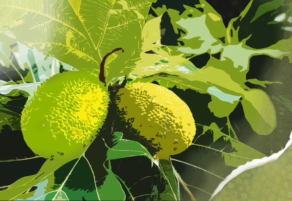 Ka Malu ‘Ulu o Lele: Looking to the past to see the future