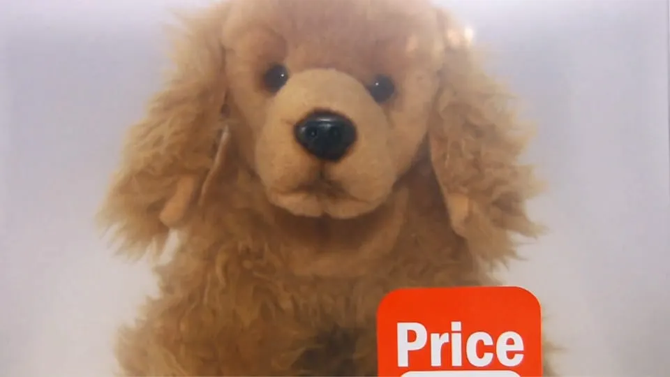 Animal de estimação não é brinquedo