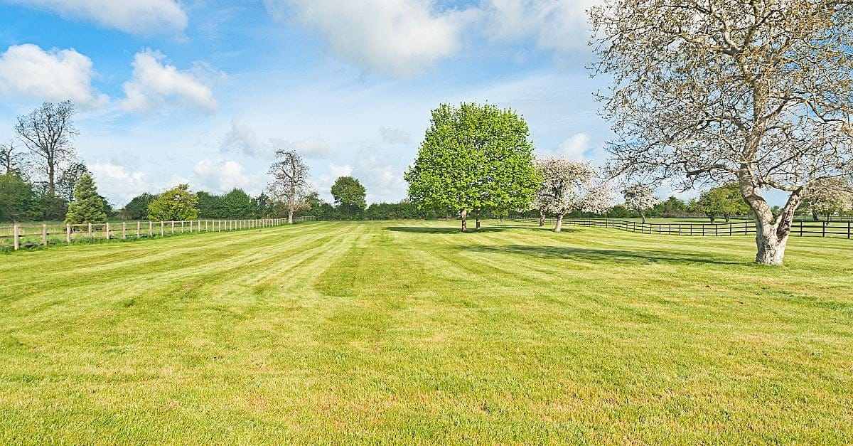 Fotografia de terreno baldio com árvores.