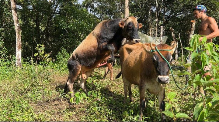 The Perks of Having a Bull