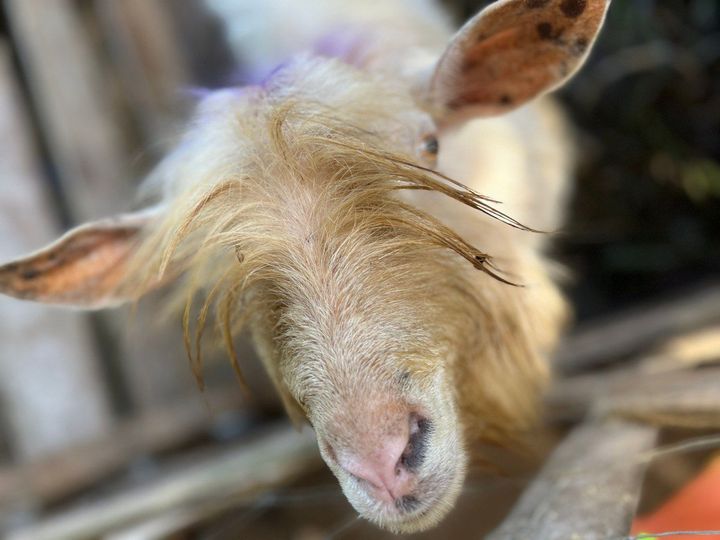 We Traded Our Worst Goat For THIS Beast...what have we done??