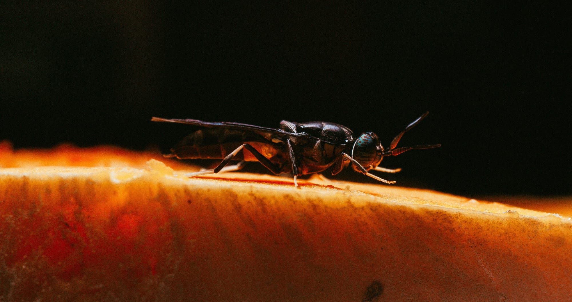 Black soldier fly, Nasekomo