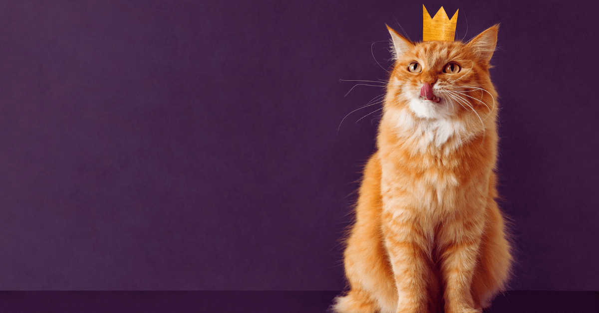 Canva Kitten
