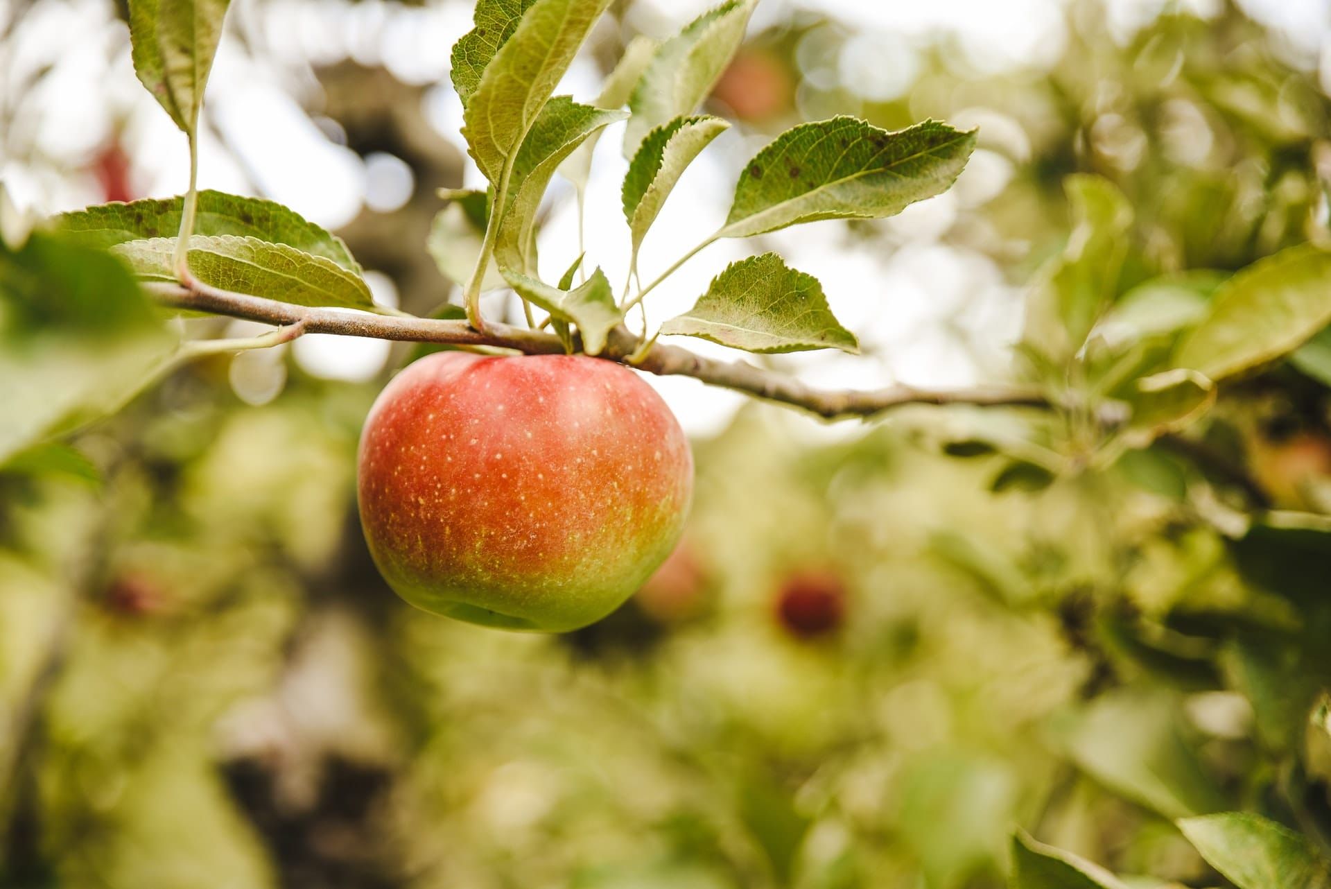 In this article we take a look at the 8 most promising Serbian agritech startups.