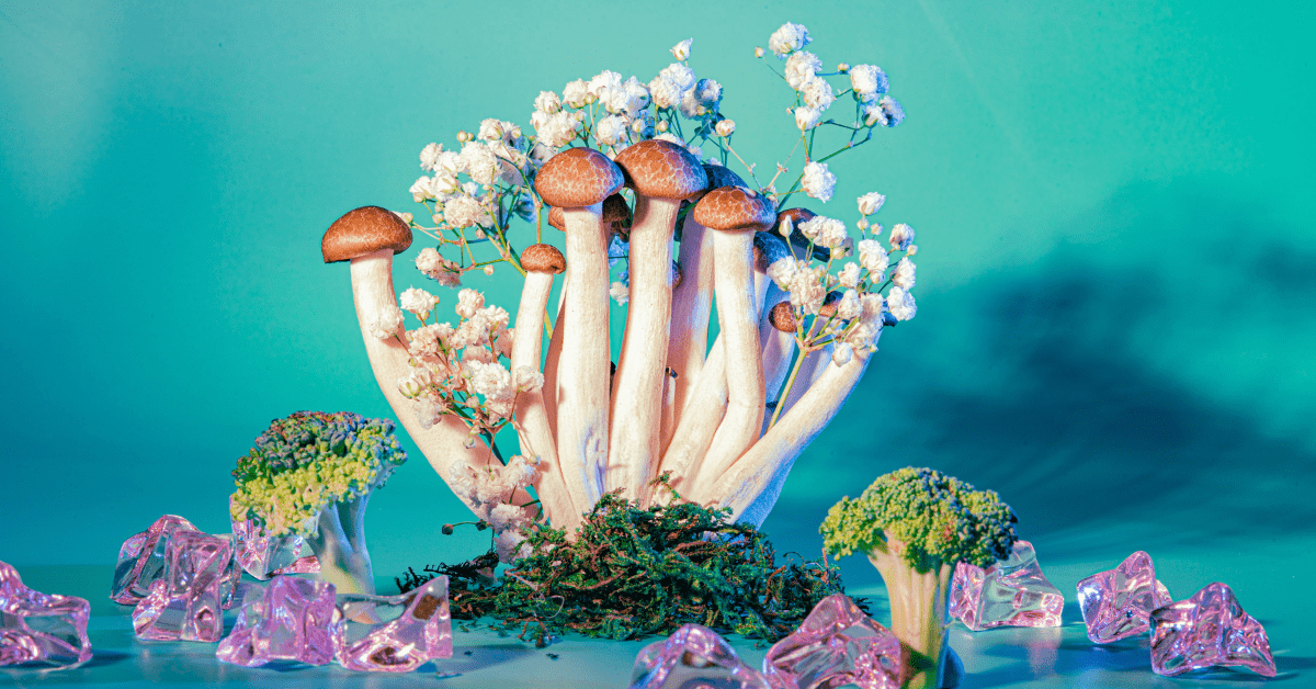 fungi innovations