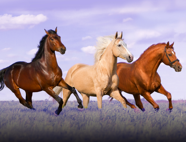 Meet the 3 Regional Teams Aiming for the Soonicorn Valuation