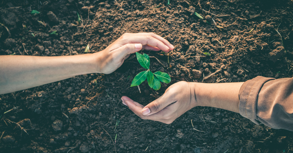 Romanian deal platform Verdoo plants trees for every online purchase