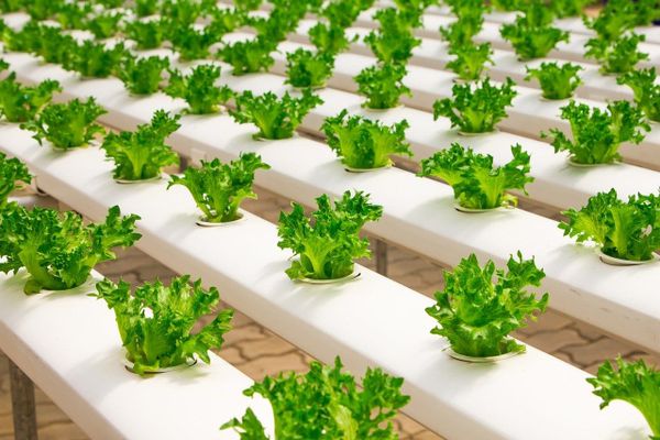 Hydroponics urban farming to relieve food systems from climate stress: The story of CRiSP