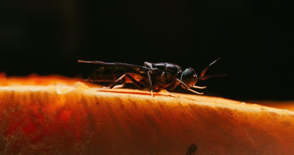 From waste to food: Why innovators are relying on insects