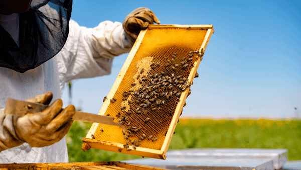Future in a Jar: The Bulgarian Startup Helping Farmers Stop the Honey Bee From Going Extinct