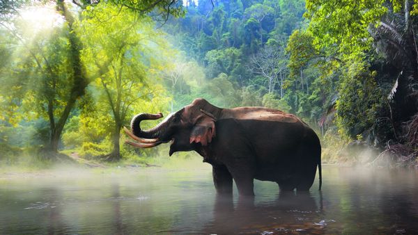 How Blockchain Protects the Mega Gardeners of the African Rainforest
