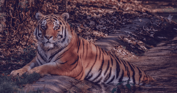 Which Is The Tiger of Southeast Europe’s Startup Ecosystems?