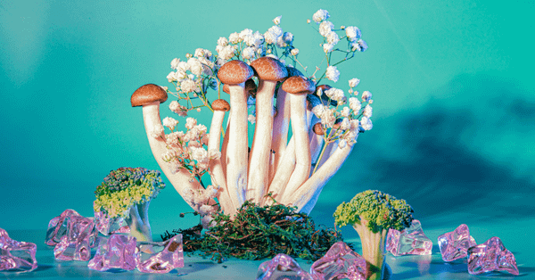 Mushrooms Are Powering Killer Innovations. And No, Not the Zombie Apocalypse Kind.