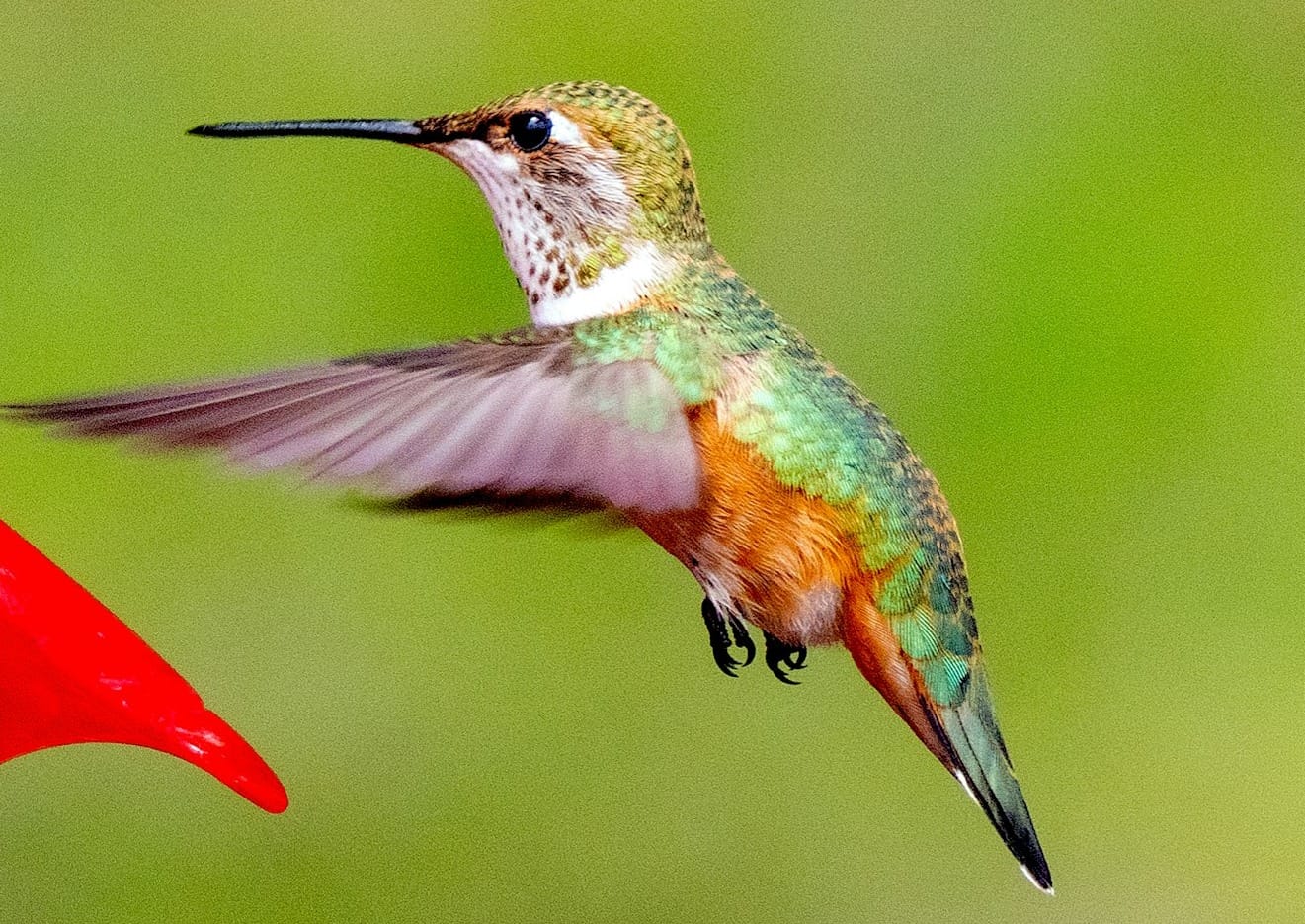 green and brown humming bird flying